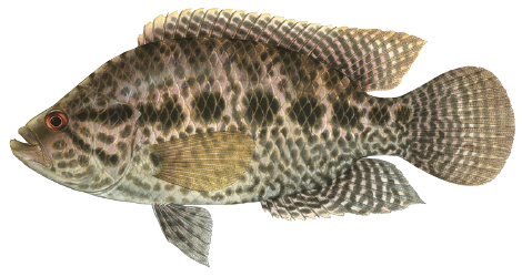 Illustration of a jaguar guapote, a stocky freshwater fish with dark jaguar-like spots, a spiny dorsal fin, and reddish eyes.