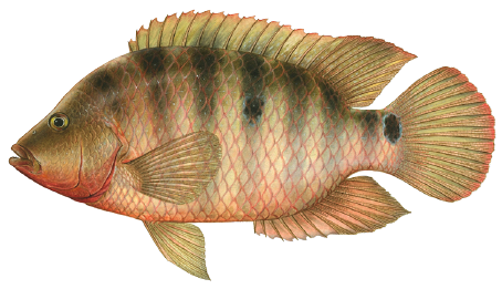 Illustration of a Mayan cichlid, a colorful freshwater fish with vertical dark bands, red-orange fins, and a distinctive black spot near the tail.