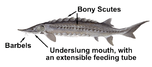 Labeled illustration of a sturgeon, highlighting its barbels, bony scutes along the back, and an underslung mouth with an extensible feeding tube.
