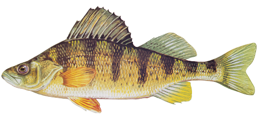 Illustration of a yellow perch, a slender yellow-green fish with distinct dark vertical stripes and orange-tinted fins.