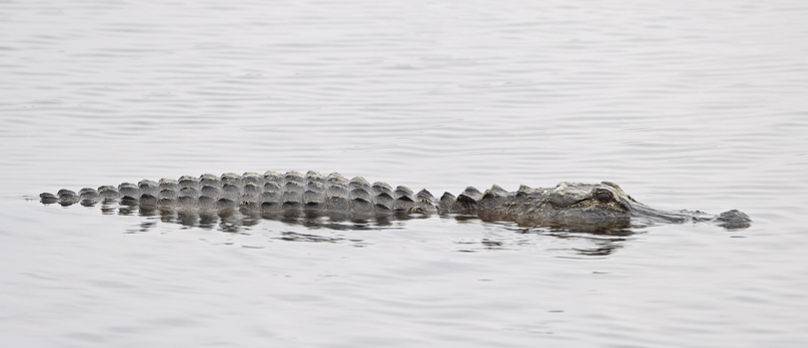 American alligator swimming in calm water with only its back and head visible above the surface.