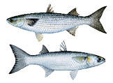 Mullet, Striped (Black) and Silver
