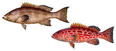 Grouper, Yellowfin and Yellowmouth