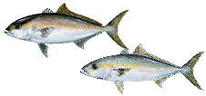 Amberjack, Lesser and Banded Rudderfish