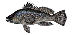 Black Sea Bass