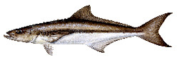 Cobia (Ling)