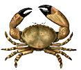 Crab, Stone