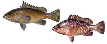 Grouper, Warsaw and Speckled Hind