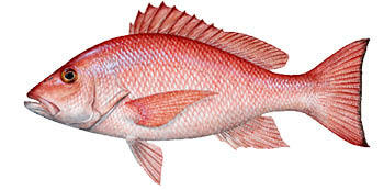 Snapper, Red