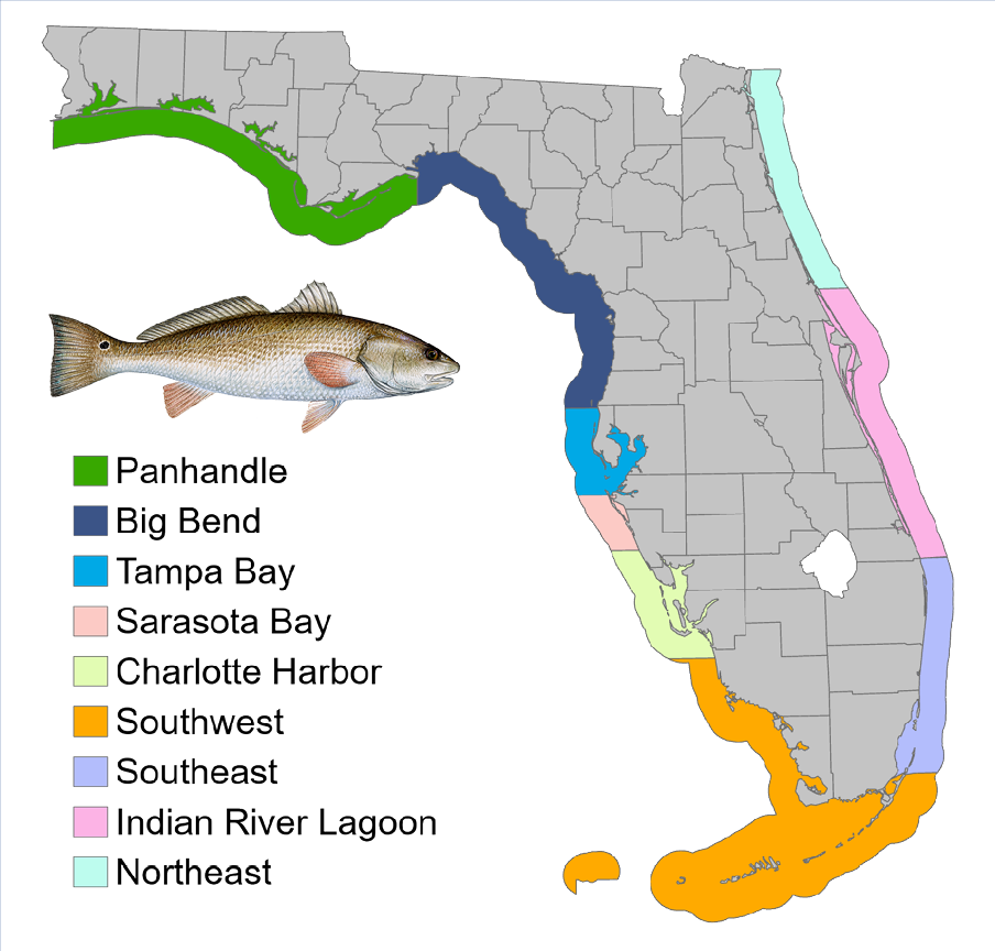 Map of Florida showing proposed redfish management regions, including Panhandle, Big Bend, Tampa Bay, Sarasota Bay, Charlotte Harbor, Southwest, Southeast, Indian River Lagoon, and Northeast, with a redfish illustration.