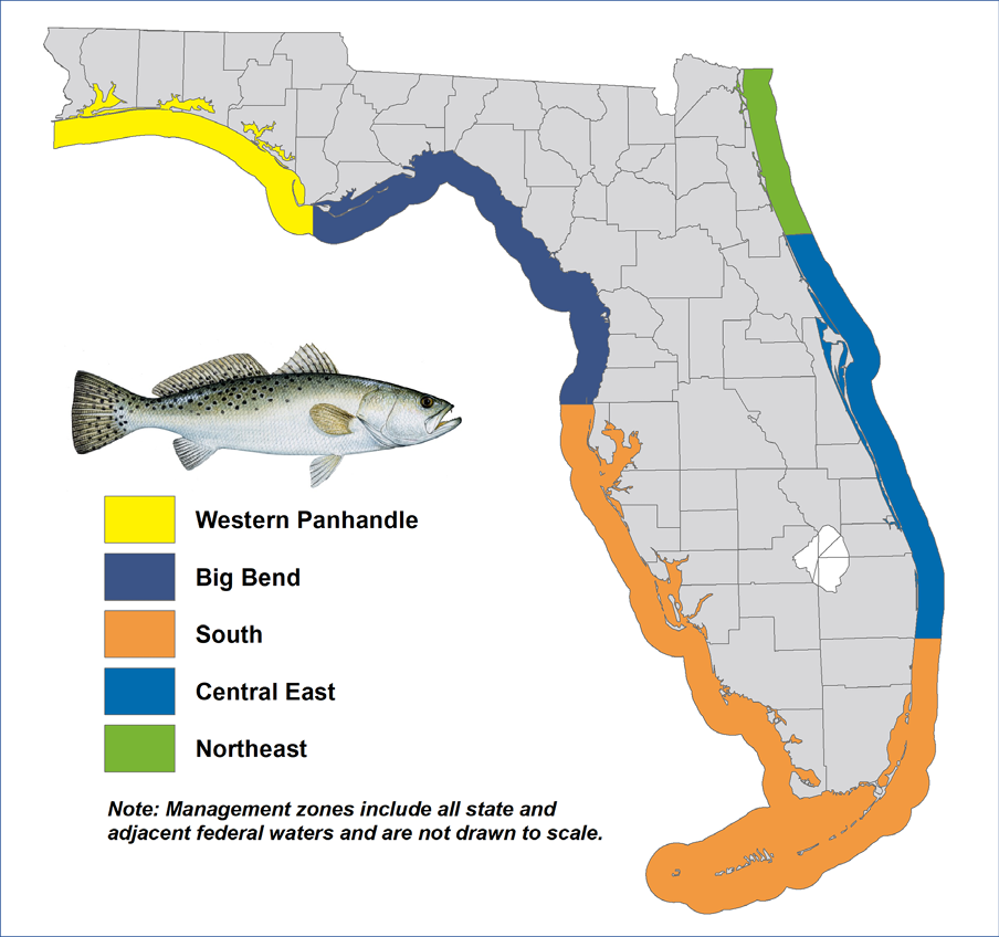 Map of Florida highlighting seatrout management regions, including Western Panhandle, Big Bend, South, Central East, and Northeast, with an illustration of a spotted seatrout.