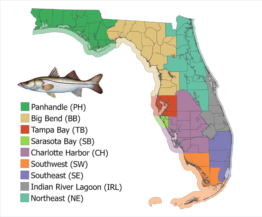 Map of Florida showing snook management regions, including Panhandle, Big Bend, Tampa Bay, Sarasota Bay, Charlotte Harbor, Southwest, Southeast, Indian River Lagoon, and Northeast, with an illustration of a snook fish.