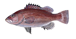 Grouper, Snowy
