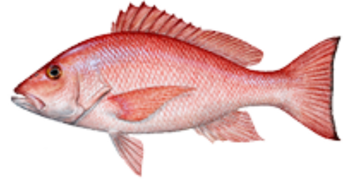 PLACEBO RNF-SNAPPER 5’ 5″ PLACEBO RNF-SNAPPER 5' 5″