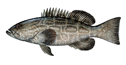 Grouper, Black