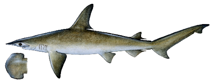 Illustration of a bonnethead shark, a small hammerhead species with a distinctive shovel-shaped head and slender gray body.