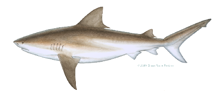 Illustration of a bull shark with a stocky body, broad head, and grayish-brown coloring, commonly found in coastal and freshwater habitats.