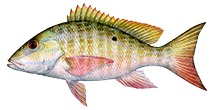 Snapper, Mutton