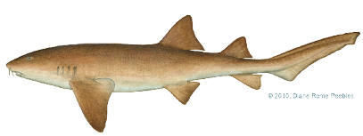 Illustration of a nurse shark with a long, slender body, broad head, and small barbels near its mouth, commonly found in warm shallow waters.