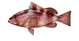Grouper, Red