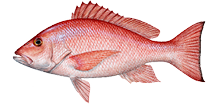 Snapper, Red