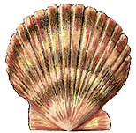 Illustration of a scallop shell with ridged edges, commonly associated with scallop fishing and seafood harvesting.