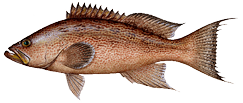 Grouper, Scamp