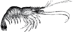 Black and white illustration of a shrimp with long antennae and segmented body, commonly harvested in coastal and offshore waters.