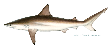 Illustration of a spinner shark with a streamlined body, pointed snout, and long fins, known for leaping and spinning out of the water.