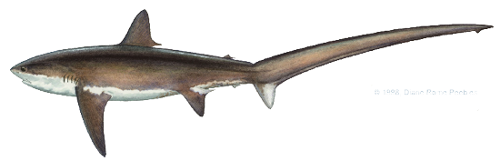 Illustration of a thresher shark with a long, whip-like tail fin used to stun prey, showing a sleek body and pointed snout.
