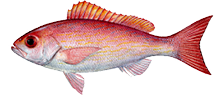 Snapper, Vermilion
