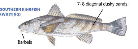 Southern Kingfish Illustration