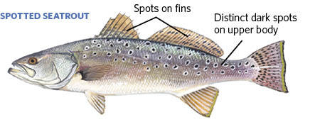 Spotted Seatrout Illustration