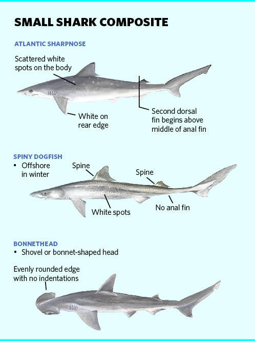 Small Shark Composite Illustration