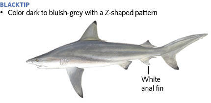 Blacktip Shark Illustration
