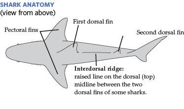 Shark Anatomy Illustration