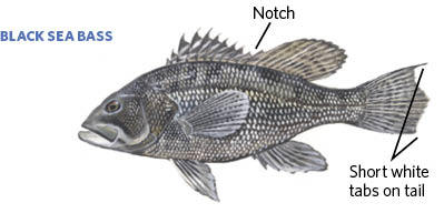Black Sea Bass Illustration