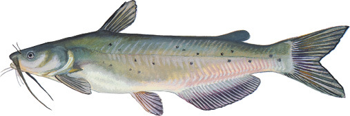 Channel Catfish Illustration