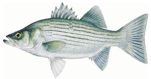 Hybrid White-Striped Bass Illustration