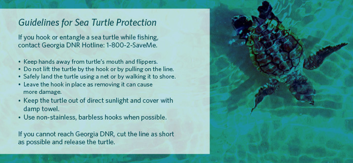 Sea Turtle Protection Graphic