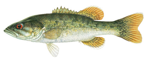 Redeye Bass Illustration