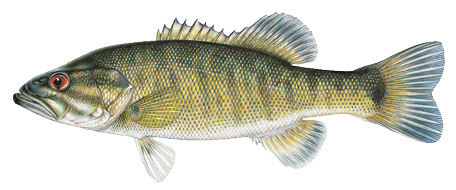 Shoal Bass Illustration