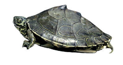 Map Turtle Illustration