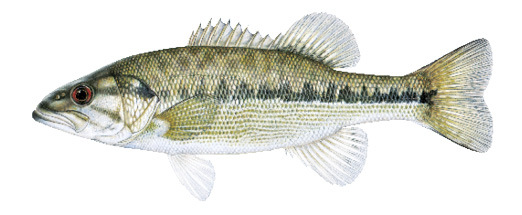 Spotted Bass Illustration