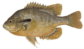 Redbreast Sunfish Illustration