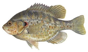 Redear Sunfish Illustration