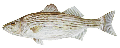 Striped Bass Illustration