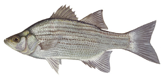 White Bass Illustration