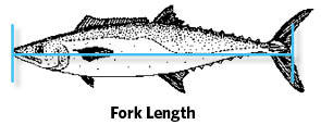 Proper way to measure the Fork Length of a fish.
