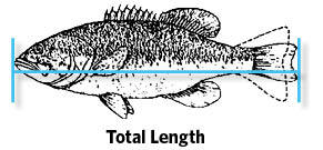Proper way to measure the Total Length of a fish.